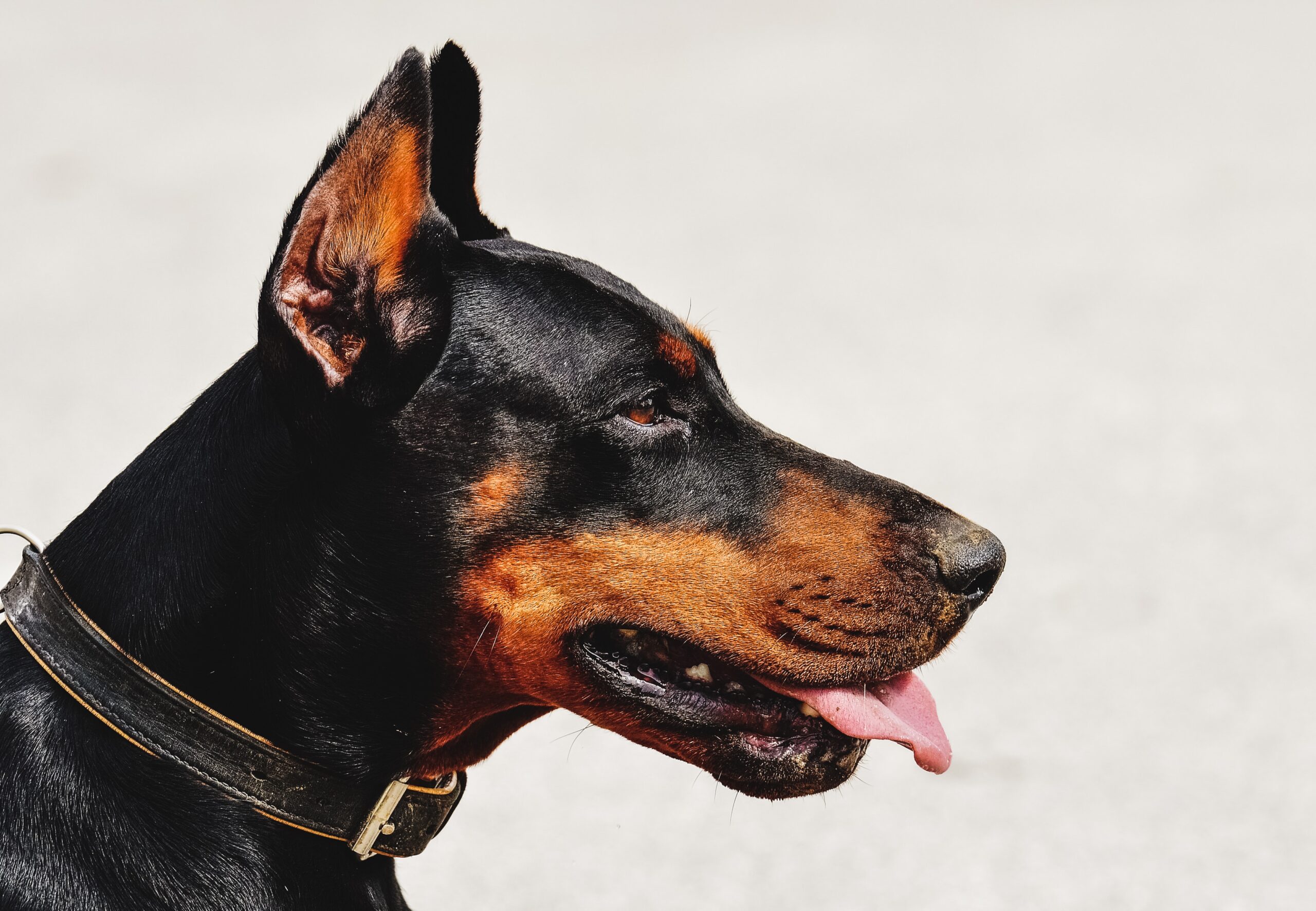doberman dog with collar