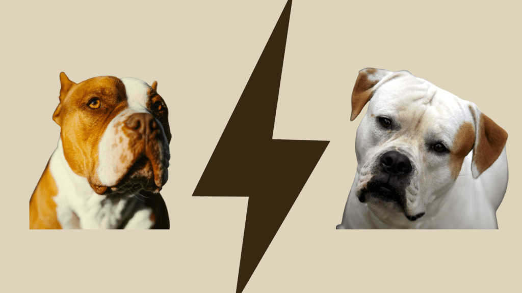 American Bully vs American Bulldog, closeup appearance
