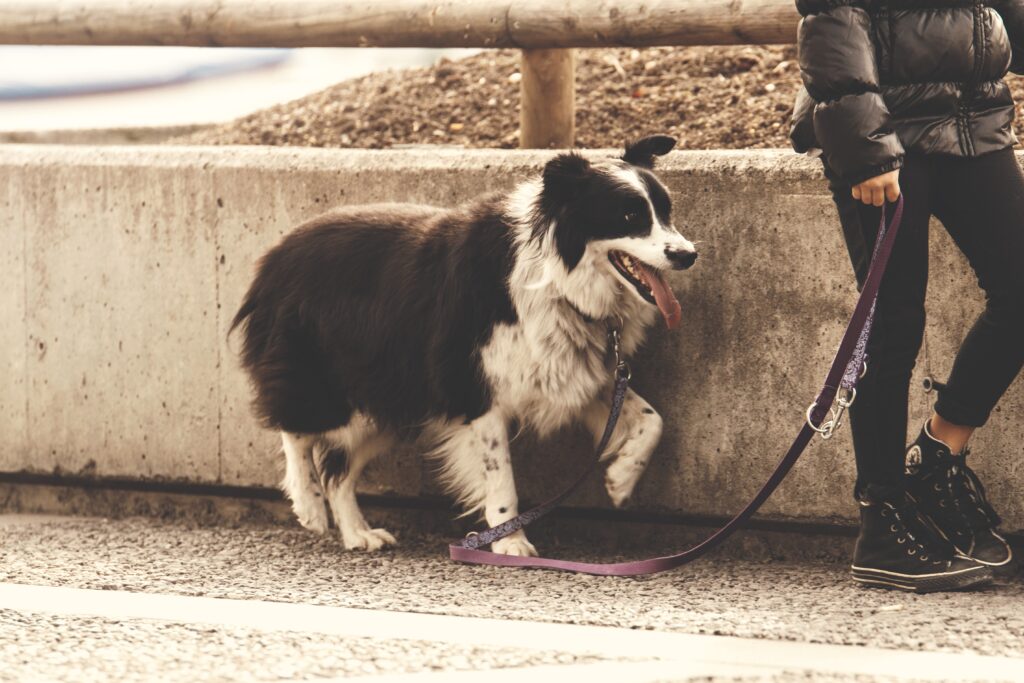 Walking the canine using a leash