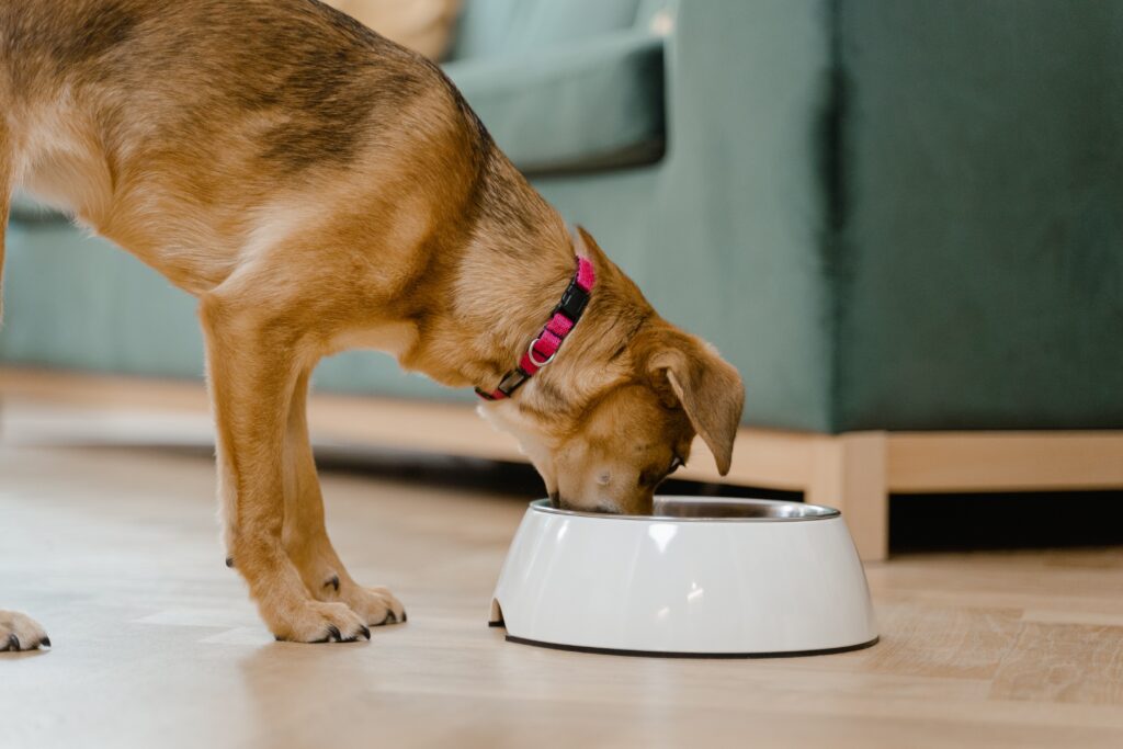Brown dog eating in a bowl