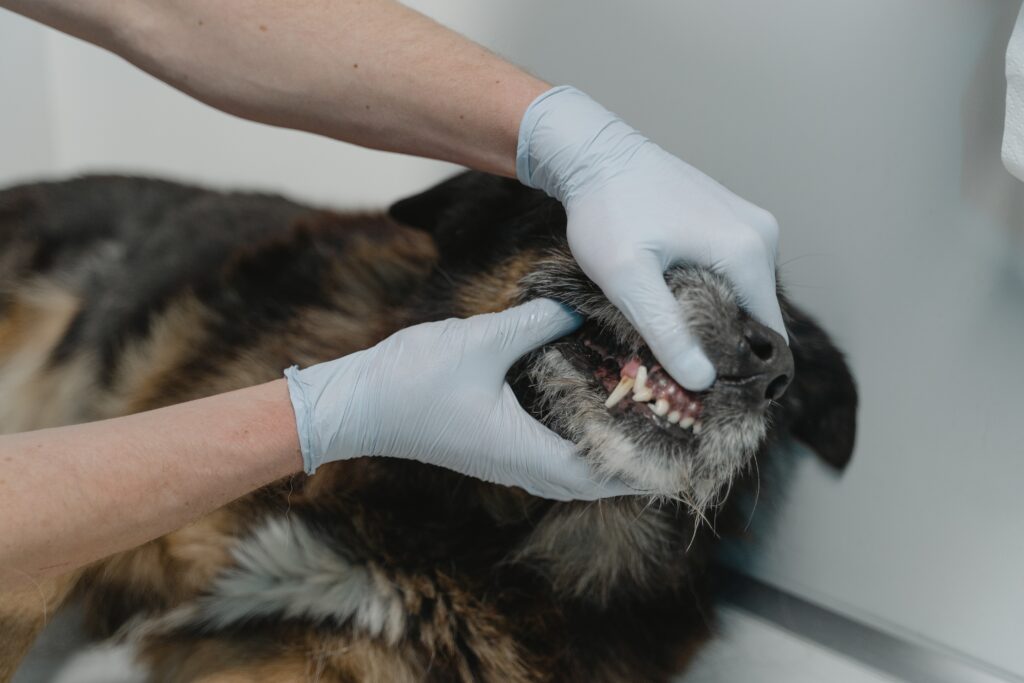 Dog dental problems