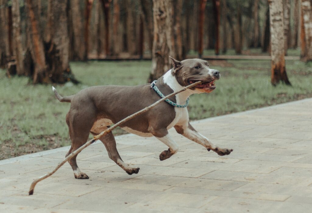 Dog running with stick in park